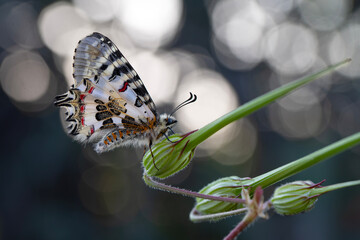 Closeup   beautiful butterflies ( Zerynthia cerisyi ) sitting on the flower. - 784376784
