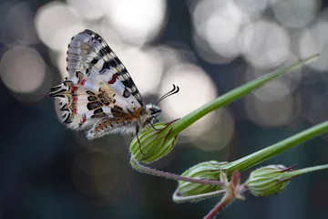 Fototapete Rund Closeup   beautiful butterflies ( Zerynthia cerisyi ) sitting on the flower. © blackdiamond67