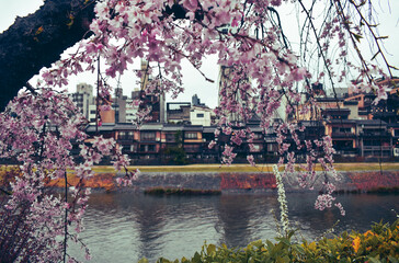 Pink Sakura, cherry blossoms in front of the Kyoto Kamo Riverside. Japanese architecture on a rainy day in spring