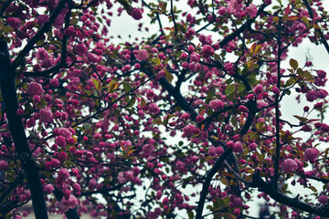Pink Sakura tree, magenta cherry blossom tree in Kyoto on a rainy day in Spring. Japan Travel, exploration