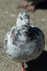 a pigeon in a lagoon in summer