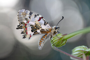 Closeup   beautiful butterflies ( Zerynthia cerisyi ) sitting on the flower. - 784377333