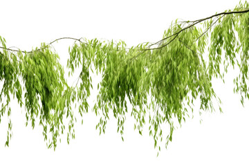 Willows with light green leaves swaying in the breeze. isolated on a transparent background.