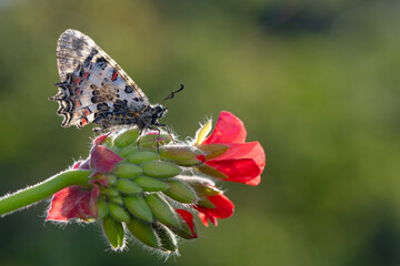 Closeup   beautiful butterflies ( Zerynthia cerisyi ) sitting on the flower. - 784377522