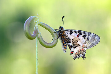 Closeup   beautiful butterflies ( Zerynthia cerisyi ) sitting on the flower. - 784377530