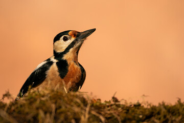Great Spotted Woodpecker (Dendrocopos major), Datel velký; at sunset, in sunset colors, natural...
