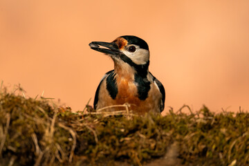 Great Spotted Woodpecker (Dendrocopos major), Datel velký; at sunset, in sunset colors, natural...