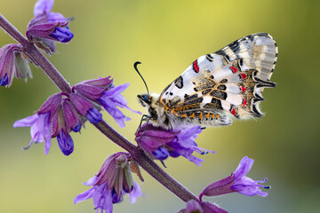 Closeup   beautiful butterflies ( Zerynthia cerisyi ) sitting on the flower. - 784378335