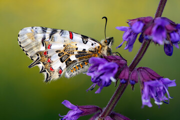 Closeup   beautiful butterflies ( Zerynthia cerisyi ) sitting on the flower. - 784378746