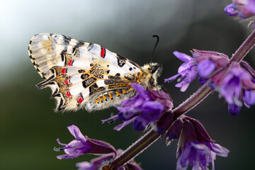 Closeup   beautiful butterflies ( Zerynthia cerisyi ) sitting on the flower. - 784378954