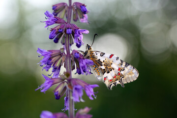 Closeup   beautiful butterflies ( Zerynthia cerisyi ) sitting on the flower. - 784379384