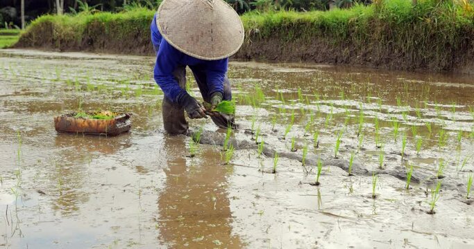 Balinese woman stands stooped, transplanting rice seedlings into muddy soil by hand - a manual labor process for wet rice cultivation. Slow motion shot, face of farmer hidden by woven caping hat