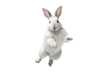 White rabbit jumping and dancing. isolated on a transparent background.