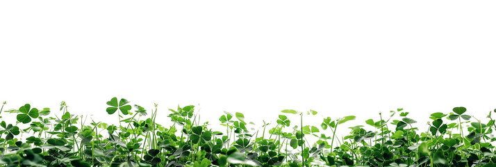 Green clover leaves isolated on a transparent background