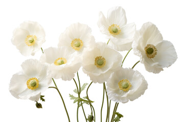 White flowers blooming. isolated on a transparent background. - Powered by Adobe