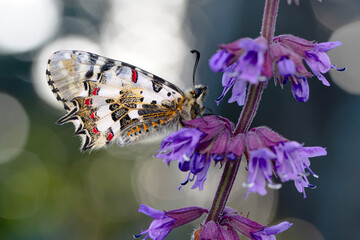 Closeup   beautiful butterflies ( Zerynthia cerisyi ) sitting on the flower. - 784379756