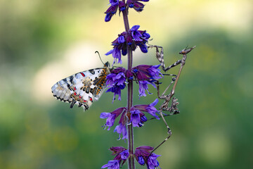 Closeup   beautiful butterflies ( Zerynthia cerisyi ) sitting on the flower. - 784380707