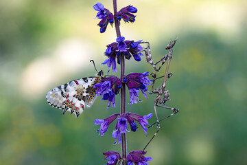 Closeup   beautiful butterflies ( Zerynthia cerisyi ) sitting on the flower. - 784381171
