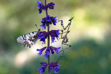 Closeup   beautiful butterflies ( Zerynthia cerisyi ) sitting on the flower. - 784381572