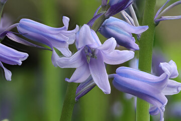 Hyazinthe, Gartenhyazinthe, Veilchen, Blume, klein, niedlich, schön, blau, Natur, natürlich,...