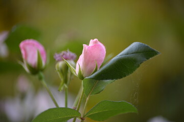 Erblühende pinke Rose
