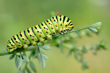 Close up   beautiful Сaterpillar of swallowtail 
Monarch butterfly from caterpillar
