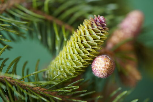 Natural perfume is extracted from these pine cones (Pinaceae family). Location: Deister Mountains near Hanover, Germany.