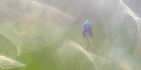 Traubenhyazinthe künstlerisch
