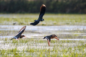 Kiebitz und Uferschnepfen