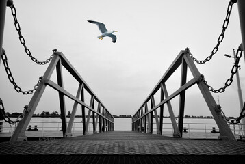 Bird flies over iron bridge