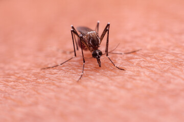 A mosquito that carries dengue fever and Zika virus is sucking blood on a person's skin.