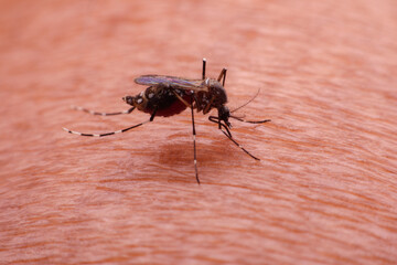 A mosquito that carries dengue fever and Zika virus is sucking blood on a person's skin.