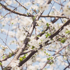 blooming tree