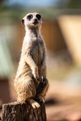Meerkat standing at attention