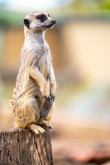 Meerkat on guard duty