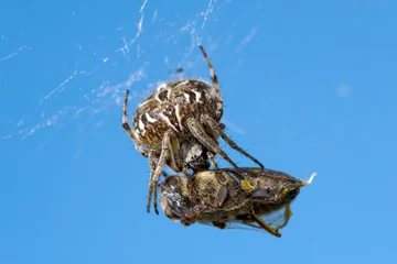 Fototapete Rund Beautiful spider on a spider web  © blackdiamond67