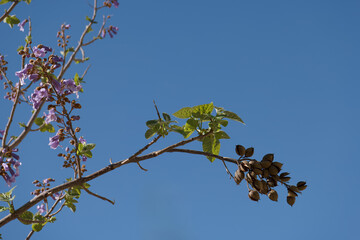 plants, flowers, nature, flora, spring, colors, beautiful, close