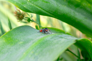 Close up  beautiful jumping spider   - 784389367