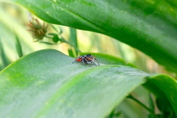 Fototapete Rund Close up  beautiful jumping spider   © blackdiamond67