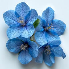 On a white background, blue flowers are isolated