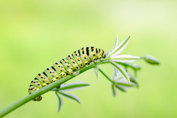 Close up   beautiful Сaterpillar of swallowtail 
Monarch butterfly from caterpillar
 - obrazy, fototapety, plakaty