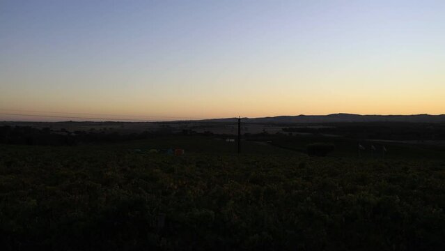 Barossa valley vineyards near Tanunda Lyndoch wine towns – sunrise panorama.
