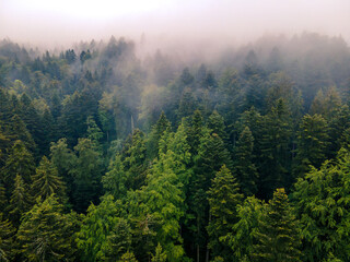 Drohne über Wald im Nebel am Morgen: Mystische Alb