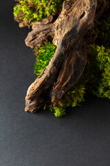 Abstract north nature scene with a composition of lichen, moss, and old snags. - 784392365