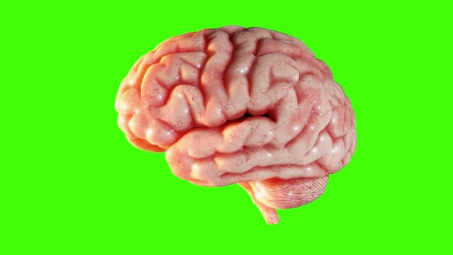 3D brain rotating isolated on green screen. Loop animation