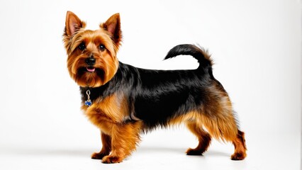   A small dog, brown and black in color, stands before a white backdrop It wears a blue tag around its neck