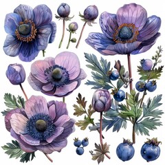 Illustrations of pink flowers, anemones, berries, buds, plants and berries on white. Watercolor illustration of anemones, berries, buds, berries, buds.