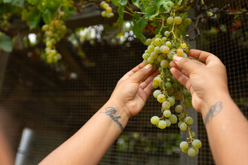 hands reaching up to pick bunch of grapes