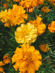 flowers of yellow-orange chernobryvtsev close-up