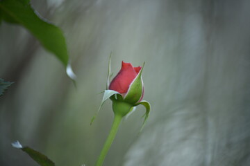 Aufblühende rote Rose